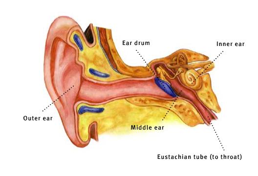 The Hearing System